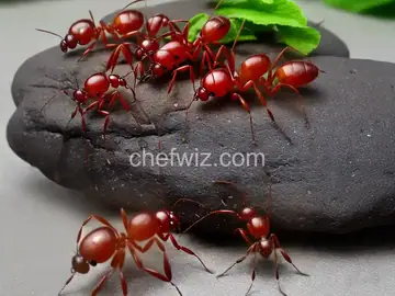 Ants on a Log