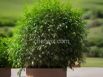 Cold-Processed Shrub Recipe