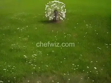 Dora's Dandelions