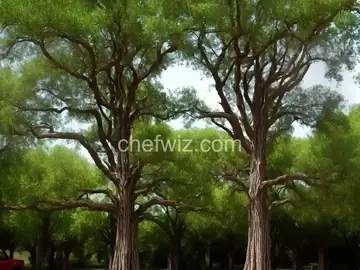 Doughnut Tree