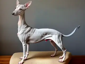 Italian Greyhound