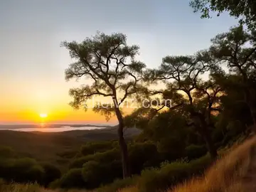 Mimosa Sunset