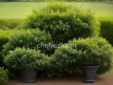 Shrub