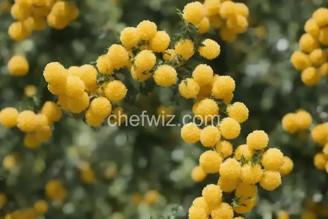 Classic Mimosa Recipe