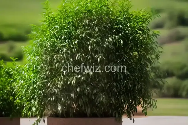 Cold-Processed Shrub Recipe