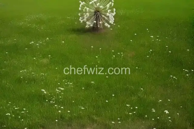 Dora's Dandelions
