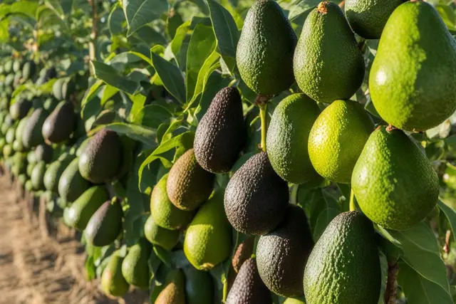 How to Ripen Avocados Quickly and Naturally
