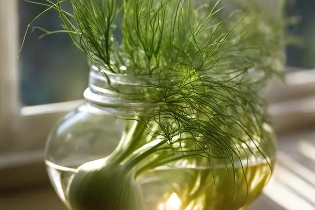 How to Store Fennel for Maximum Freshness
