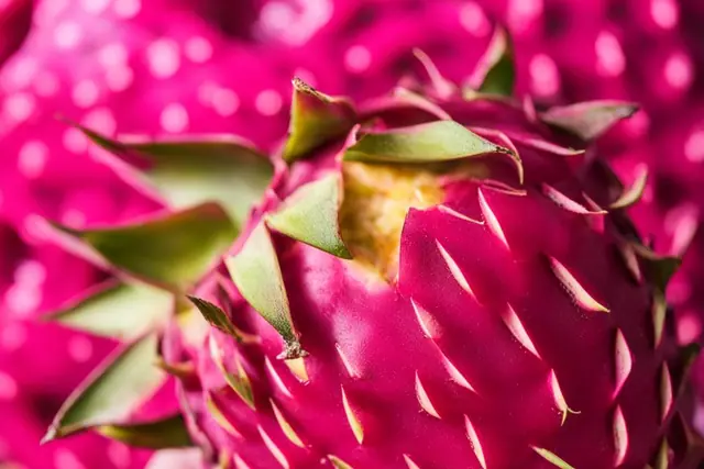 Picking the Perfect Dragon Fruit: Ripe Signs