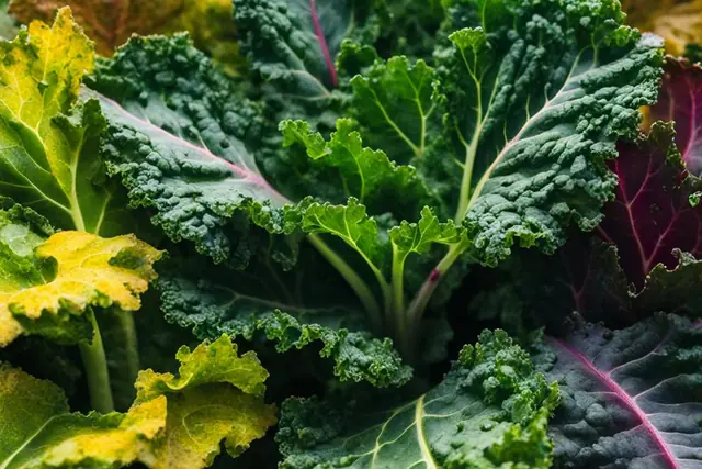 How to Tell if Kale is Bad: Freshness Indicators
