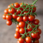 Cherry Tomato Pasta compressed image3
