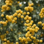 Classic Mimosa Recipe compressed image3