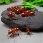 Ants on a Log compressed image1