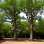 Doughnut Tree compressed image1