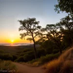 Mimosa Sunset compressed image1