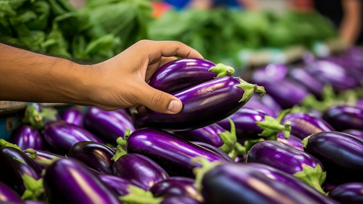 selecting eggplant selecting eggplant