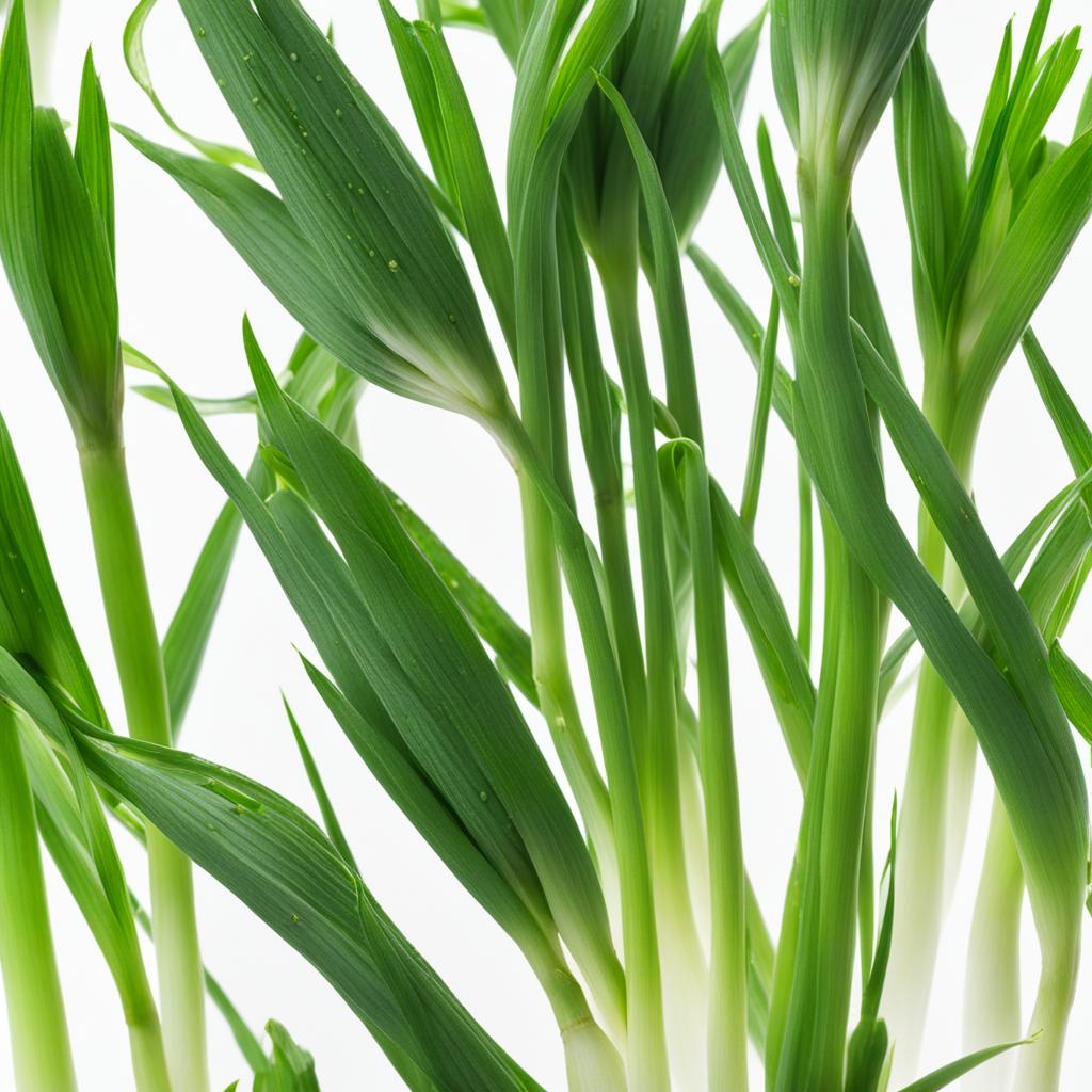 Storing Green Onions Storing Green Onions