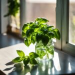 how to store fresh basil