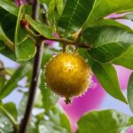 how to tell if a passion fruit is ripe