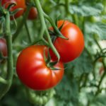 how to tell if a tomato has gone bad