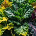 how to tell if kale is bad